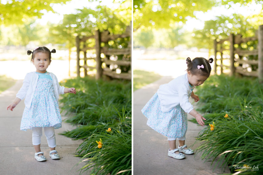 Christopher Luk (Toronto Wedding, Lifestyle & Event Photographer) - Markham Family Maternity Children Session Toddler Infant Baby Girl Yellow Plant Daffodil Flower