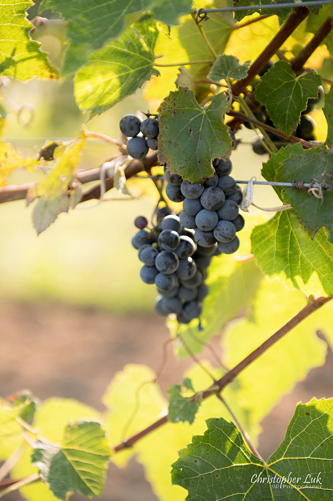 Willow Springs Winery Vineyard Grapes on Vine